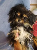 Gherkin (T-Cup) , a male Pekingese and Yorkshire Terrier for sale in Annapolis, MD – Photo 2 of 4