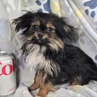 Gherkin (T-Cup) , a male Pekingese and Yorkshire Terrier for sale in Annapolis, MD – Photo 2 of 4