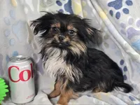 Gherkin (T-Cup) , a male Pekingese and Yorkshire Terrier for sale in Annapolis, MD – Photo 1 of 4