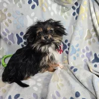 Gherkin (T-Cup) , a male Pekingese and Yorkshire Terrier for sale in Annapolis, MD – Photo 1 of 4