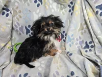 Gherkin (T-Cup) , a male Pekingese and Yorkshire Terrier for sale in Annapolis, MD – Photo 4 of 4
