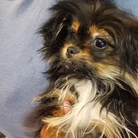 Gherkin (T-Cup) , a male Pekingese and Yorkshire Terrier for sale in Annapolis, MD – Photo 4 of 4