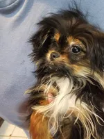 Gherkin (T-Cup) , a male Pekingese and Yorkshire Terrier for sale in Annapolis, MD – Photo 3 of 4