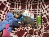 Astro (Blue Tri), a male Chihuahua for sale in Annapolis, MD – 2 of 10