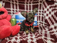 Grizzly LH (4.5 lb), a male Chihuahua for sale in Annapolis, MD – 2 of 3