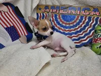 Puck (T-cup), a male Chihuahua for sale in Annapolis, MD – 2 of 8