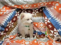 Cheraldine, a  Pomeranian for sale in Annapolis, MD – Photo 1 of 4