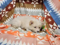 Cheraldine, a  Pomeranian for sale in Annapolis, MD – Photo 3 of 4