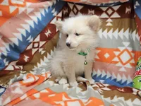 Cheraldine, a  Pomeranian for sale in Annapolis, MD – Photo 2 of 4