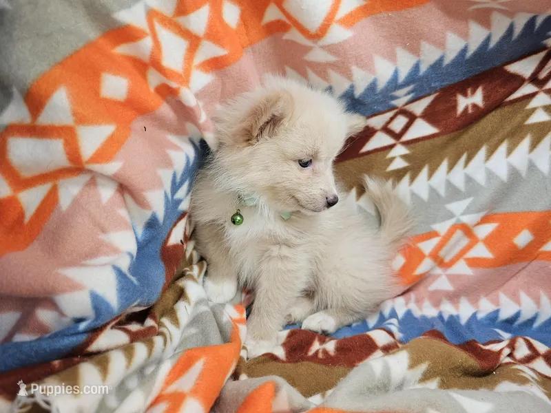 Cheraldine – Pomeranian puppy for sale in Annapolis, MD