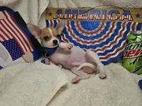 Puck (T-cup), a male Chihuahua for sale in Annapolis, MD – 4 of 8
