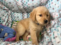 Gia , a female Golden Retriever for sale in Annapolis, MD – 4 of 7