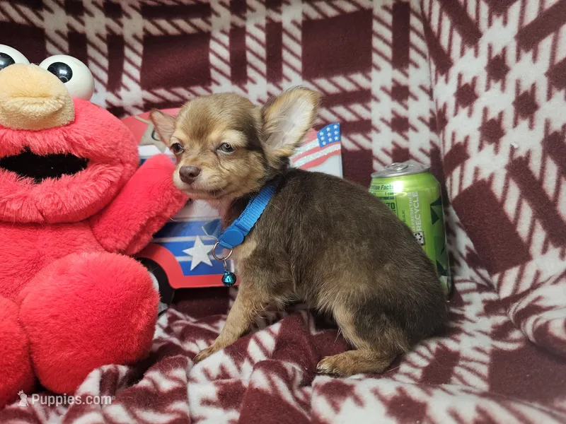 Odin (Long-hair) – Chihuahua puppy for sale in Annapolis, MD