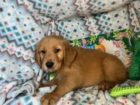 Goblin [available], a male Golden Retriever for sale in Annapolis, MD – 7 of 7