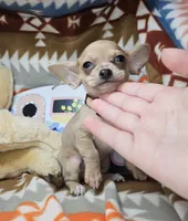 Mork (small), a male Chihuahua for sale in Annapolis, MD – Photo 3 of 8