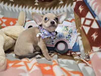 Mork (small), a male Chihuahua for sale in Annapolis, MD – Photo 5 of 8