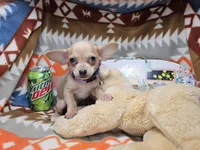 Mork (small), a male Chihuahua for sale in Annapolis, MD – Photo 2 of 8