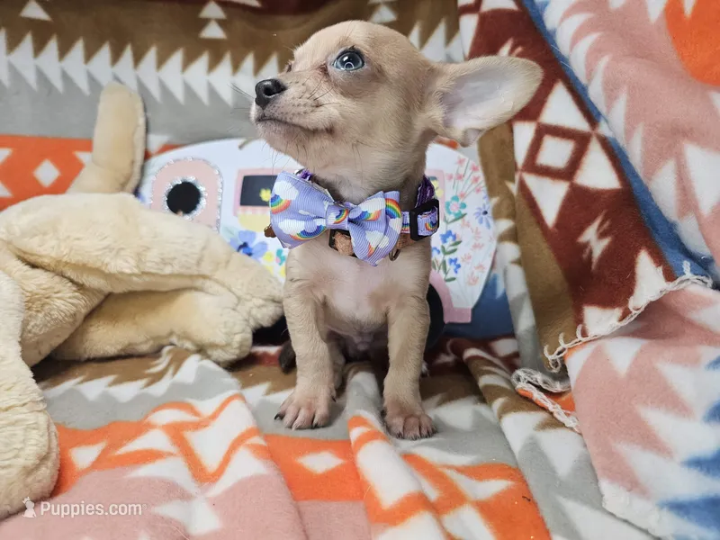 Mork (small) – Chihuahua puppy for sale in Annapolis, MD