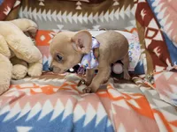 Mork (small), a male Chihuahua for sale in Annapolis, MD – Photo 7 of 8