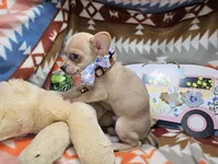 Mork (small), a male Chihuahua for sale in Annapolis, MD – Photo 8 of 8