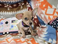 Mork (small), a male Chihuahua for sale in Annapolis, MD – Photo 6 of 8