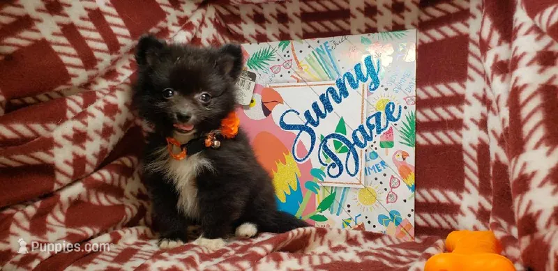 Lexicon (very smart) – Pomeranian puppy for sale in Annapolis, MD
