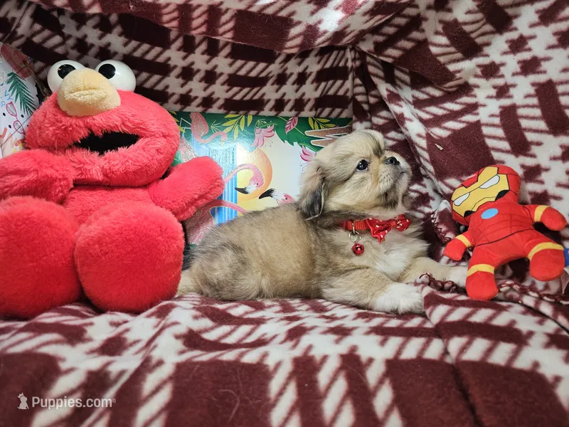 Denzel - Sable – Pekingese puppy for sale in Annapolis, MD