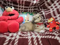 Denzel - Sable, a male Pekingese for sale in Annapolis, MD – 2 of 5