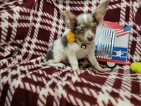 Allybaba (Blue LH), a male Chihuahua for sale in Annapolis, MD – 2 of 8
