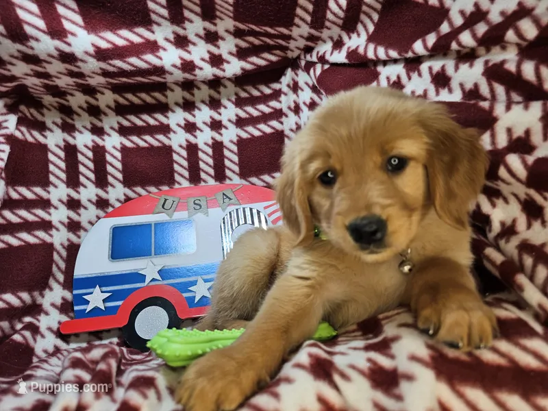 Bambi (F) – Golden Retriever puppy for sale in Annapolis, MD