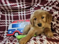 Bambi (F), a female Golden Retriever for sale in Annapolis, MD – 6 of 7