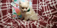 Lemonade (Male), a male Pomeranian for sale in Annapolis, MD – 4 of 6