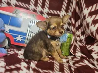 Odin (Long-hair), a male Chihuahua for sale in Annapolis, MD – 4 of 5