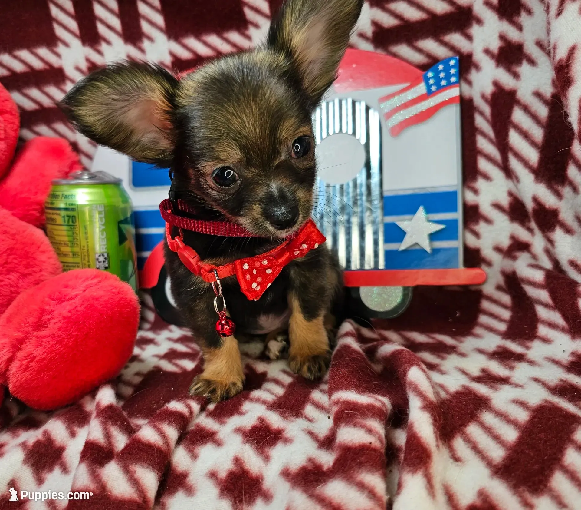 Grizzly LH (Hold), a male Chihuahua for sale in Annapolis, MD – 8 of 10