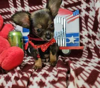 Grizzly LH (4.5 lb), a male Chihuahua for sale in Annapolis, MD – 1 of 3