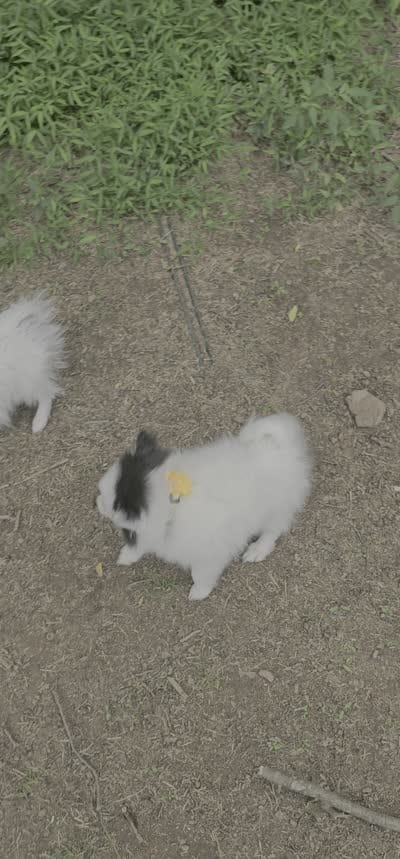 Thea (Tri), a female Pomeranian for sale in Annapolis, MD – 5 of 5