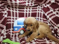 Bambi (F), a female Golden Retriever for sale in Annapolis, MD – 3 of 7