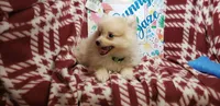 Lemonade (Male), a male Pomeranian for sale in Annapolis, MD – 3 of 6