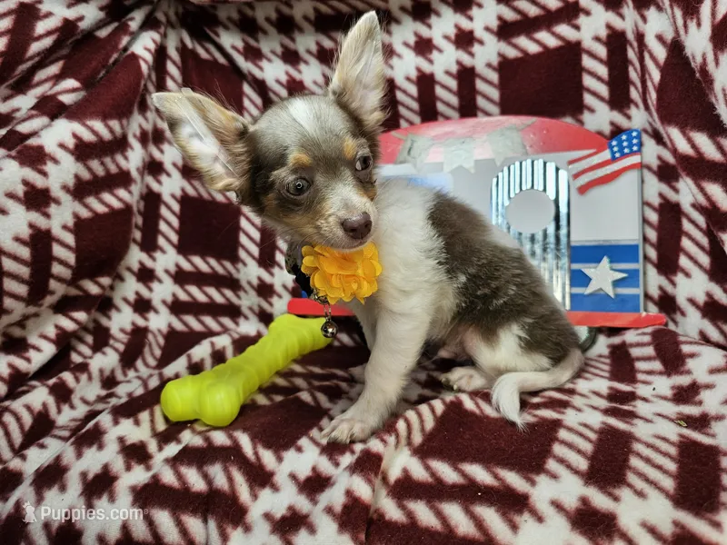 Allybaba (Blue LH) – Chihuahua puppy for sale in Annapolis, MD