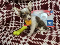 Allybaba (Blue LH), a male Chihuahua for sale in Annapolis, MD – 1 of 8