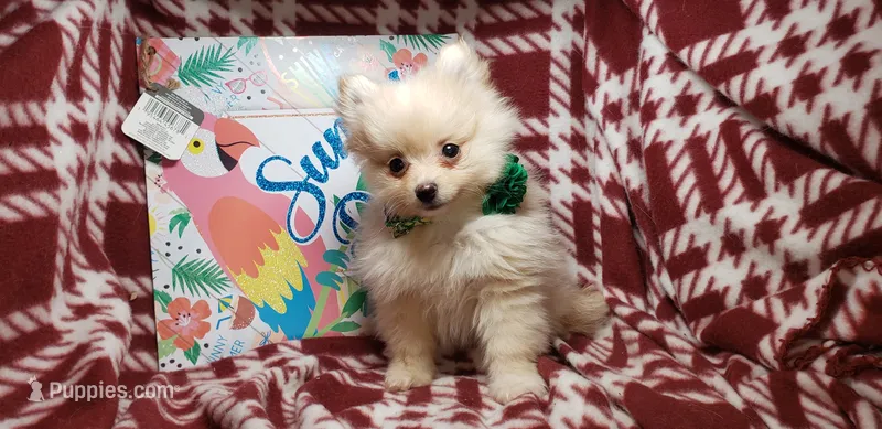 Lemonade (Male) – Pomeranian puppy for sale in Annapolis, MD