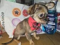 Grizzly LH , a male Chihuahua for sale in Annapolis, MD – 4 of 8