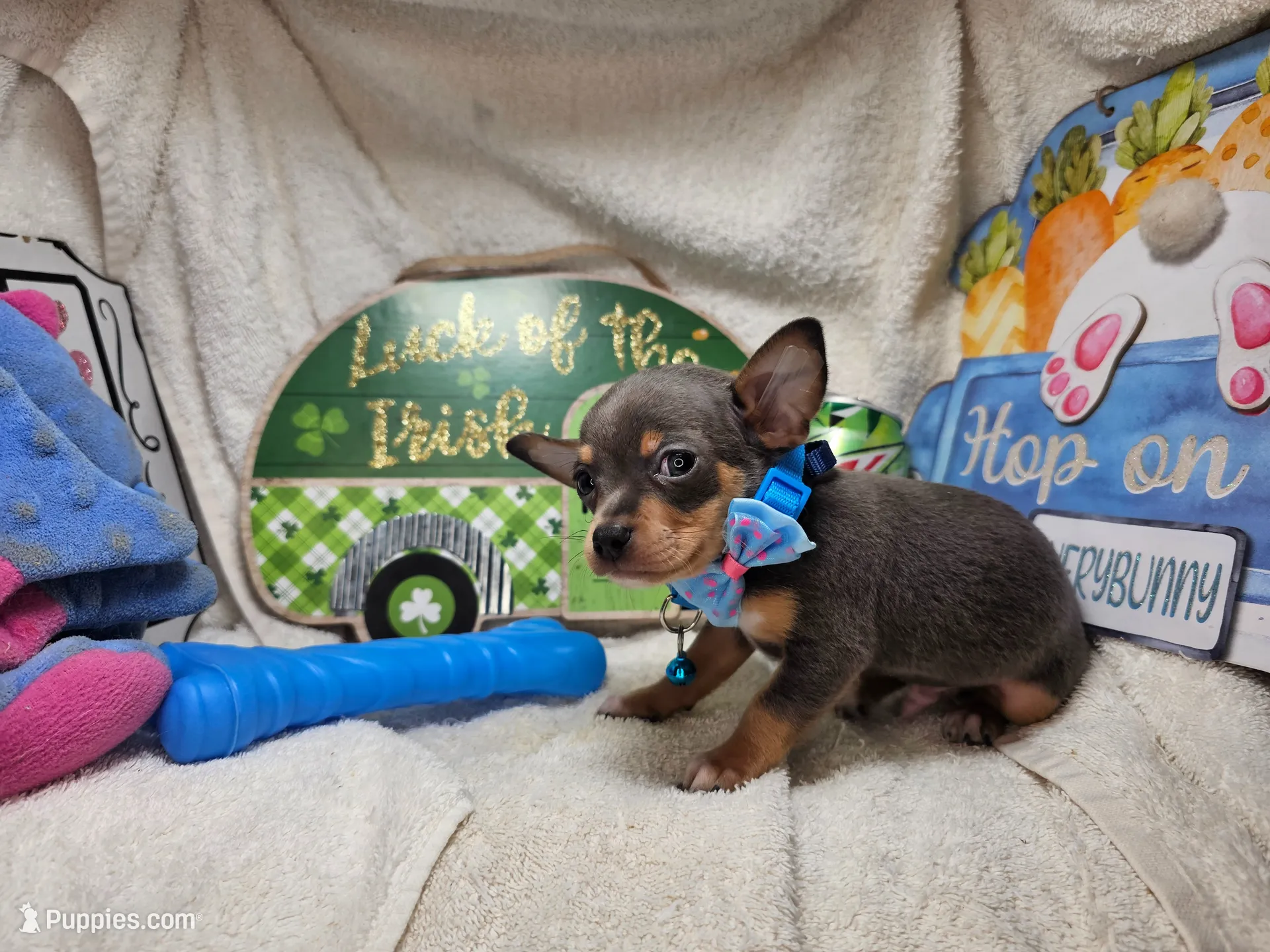 Astro (Blue Tri), a male Chihuahua for sale in Annapolis, MD – 2 of 3