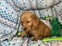 Goblin [available], a male Golden Retriever for sale in Annapolis, MD – 5 of 7