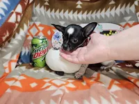 RooRoo (M), a male Chihuahua for sale in Annapolis, MD – Photo 2 of 4