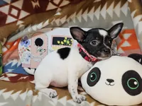 RooRoo (M), a male Chihuahua for sale in Annapolis, MD – Photo 3 of 4