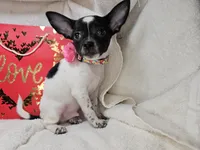 RooRoo (M), a male Chihuahua for sale in Annapolis, MD – Photo 1 of 6