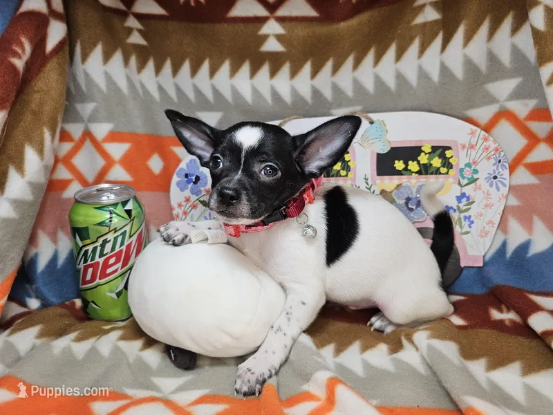 RooRoo (M) – Chihuahua puppy for sale in Annapolis, MD