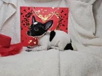 RooRoo (M), a male Chihuahua for sale in Annapolis, MD – Photo 2 of 6