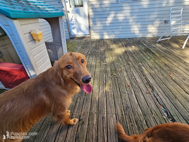 Bruno ( 1 year old) – Golden Retriever puppy for sale in Annapolis, MD